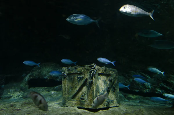 Tesouro subaquático — Fotografia de Stock