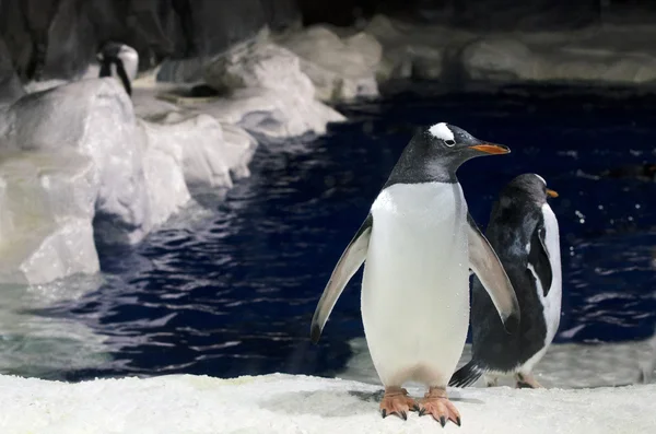 Pingüino Gentoo - Pygoscelis papua — Foto de Stock