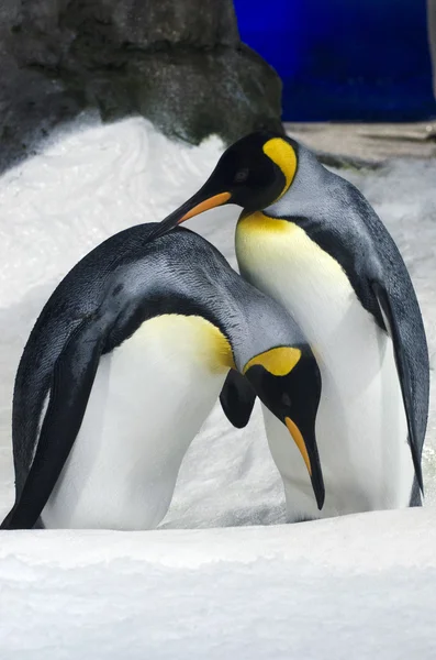 Koning pinguïn - aptenodytes patagonicus — Stockfoto