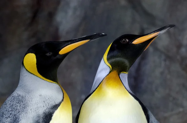 Kung pingvin - aptenodytes patagonicus — Stockfoto