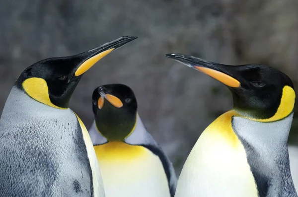 Король пингвинов - Aptenodytes Patagonicus — стоковое фото