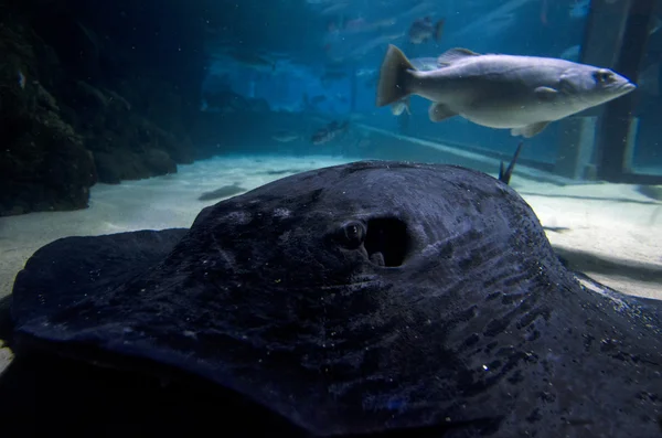 Short-tailed Stingray — Stock Photo, Image