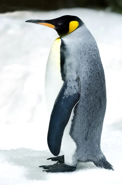 Король пингвинов - Aptenodytes Patagonicus — стоковое фото