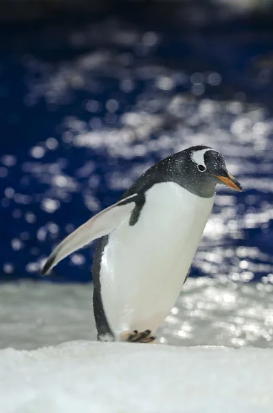 Gentoo pengueni - pygoscelis papua — Stok fotoğraf