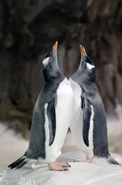 Pinguino - pygoscelis papua — Foto Stock