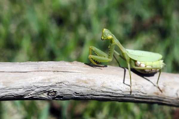 Kvinnliga praying mantis — Stockfoto