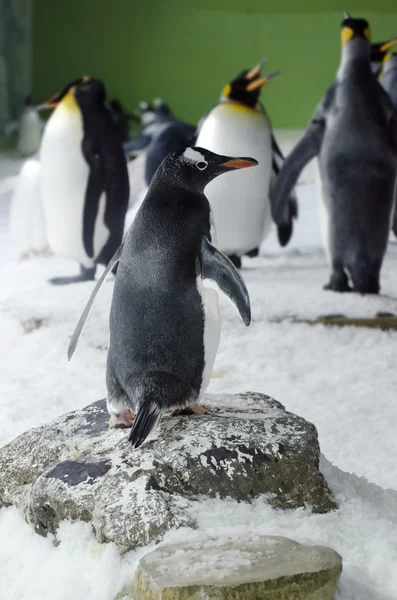 Pinguim-cavalheiro - Pygoscelis papua — Fotografia de Stock