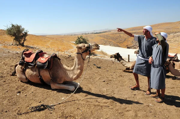 イスラエルを砂漠のラクダに乗ると、ユダヤの砂漠でのアクティビティ — ストック写真