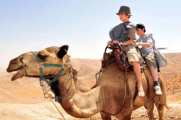 Passeio de camelo e atividades no deserto da Judeia Israel — Fotografia de Stock