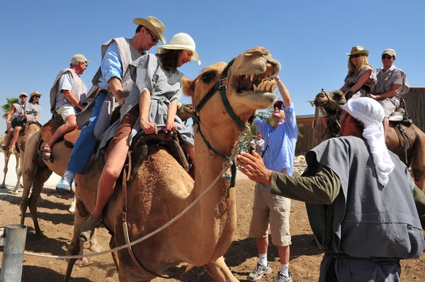 Camel Ride and Desert Activities in the Judean Desert Israel — Stock Photo, Image