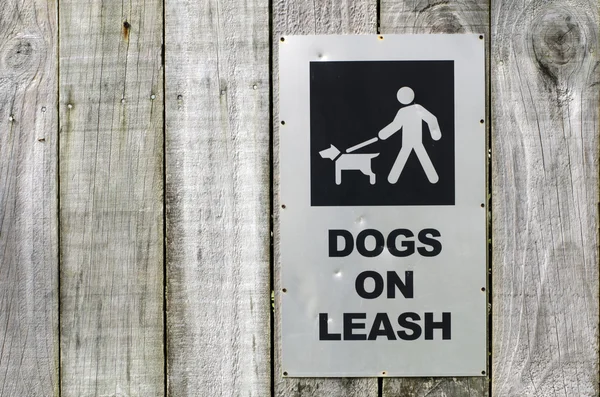 Dog on leash — Stock Photo, Image
