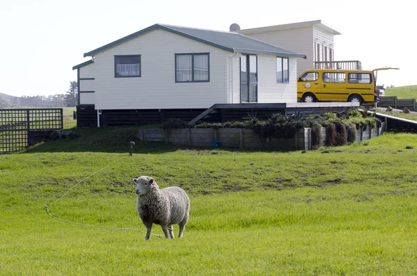 Pastoreio de ovelhas em um quintal — Fotografia de Stock