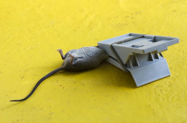 マウストラップ — ストック写真