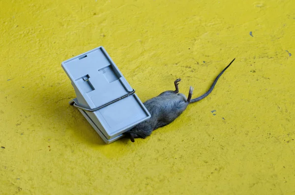 Pułapka na myszy — Zdjęcie stockowe