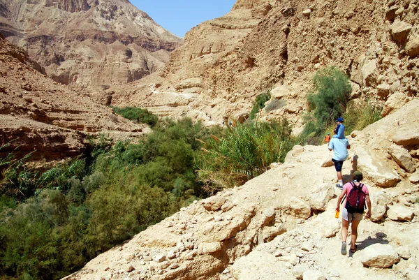 Printemps Ein Gedi - Israël — Photo