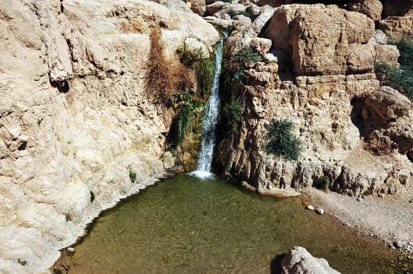 Ein Gedi Primavera - Israel — Fotografia de Stock