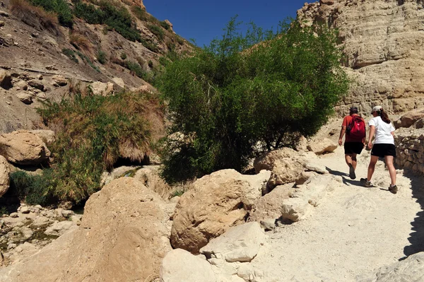 Ein Gedi Spring - Israel — Stock Photo, Image