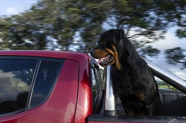 Cane rottweiler — Foto Stock