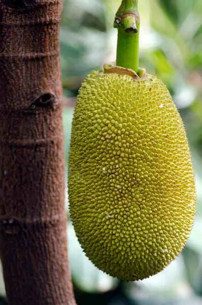 Brödfruktträd — Stockfoto