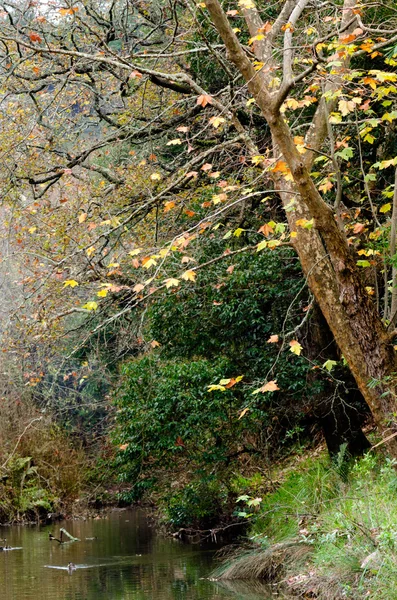 Höstsäsong — Stockfoto