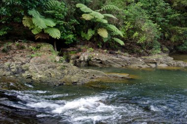 matakana - Yeni Zelanda