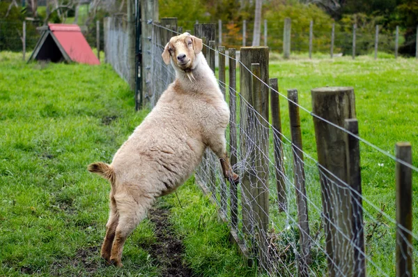 Çiftlik hayvanları - keçi — Stok fotoğraf