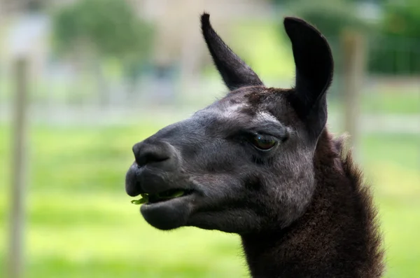 Animali da fattoria - Lama — Foto Stock