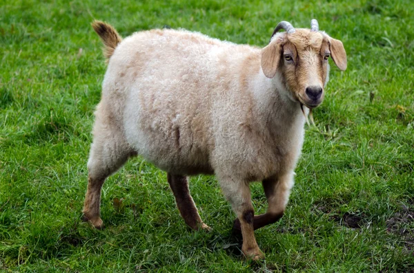 Ферма аниме - коза — стоковое фото