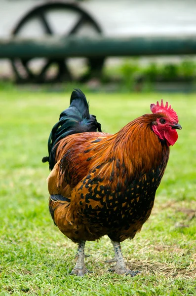 Lantbrukets djur - tupp — Stockfoto