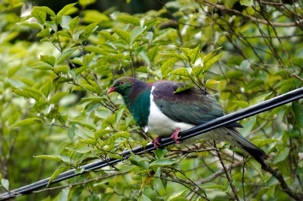 ニュージーランド鳩 — ストック写真