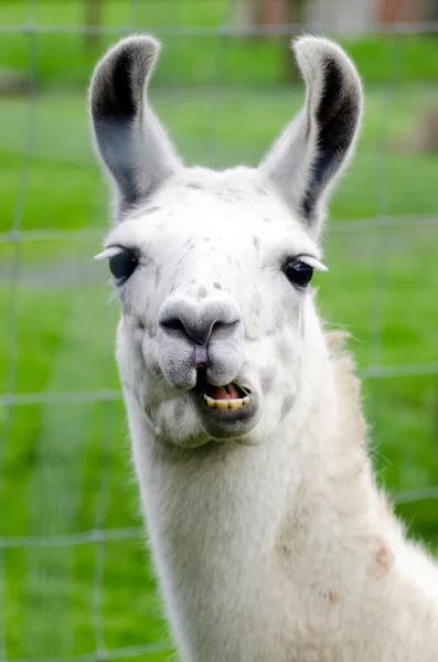 funny llama