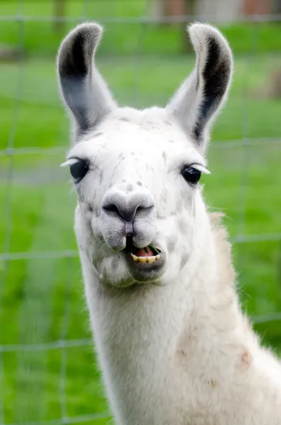 Farm Animals - Lama Stock Image
