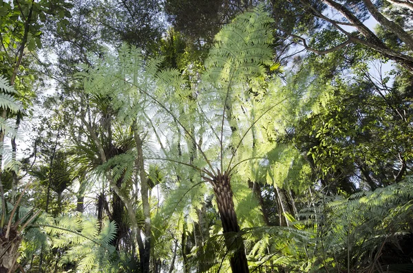 Nieuw-Zeeland planten - zilveren tree fern — Stockfoto