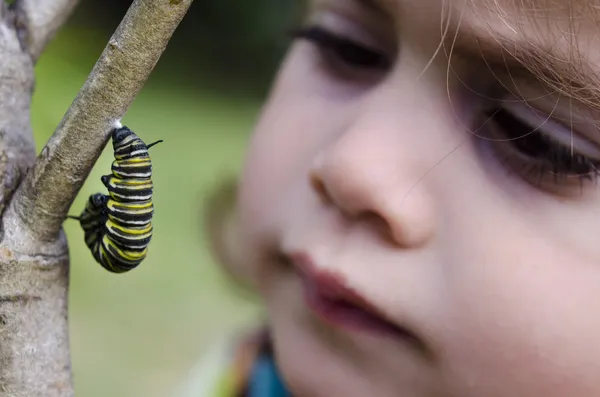 Monarcha motyl gąsienica — Zdjęcie stockowe