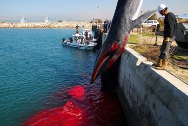 15 metrelik dişi balina ashkelon limanında öldü