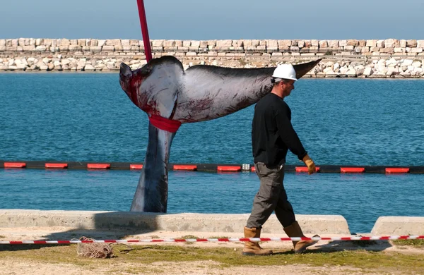 15-meters kvinnliga whale dog i ashkelon harbor — Stockfoto