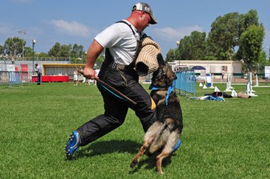 Polis Köpeği
