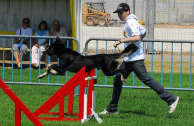 köpek Yarışması ve evcilleştirme meydan