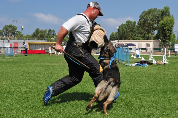 Polícia cão — Fotografia de Stock