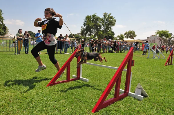 Dog Competition and Taming Challenge — Stock Photo, Image
