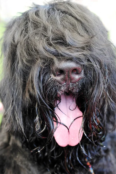 Törstig hund — Stockfoto