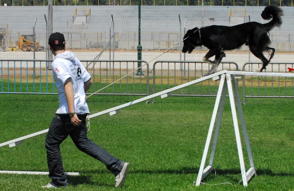 Hond competitie en temmen uitdaging — Stockfoto