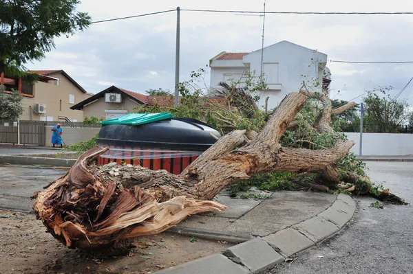 Storm Damage - Windthrow — Stock Photo, Image