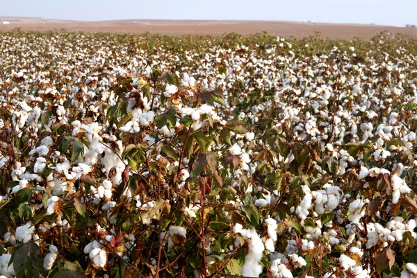 Cotton Fields — Stock Photo, Image