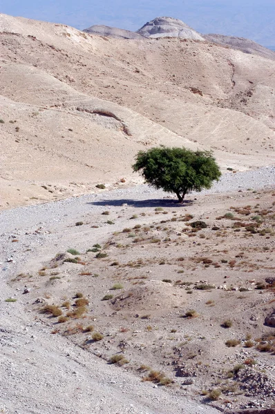 De judean desert - Israël — Stockfoto