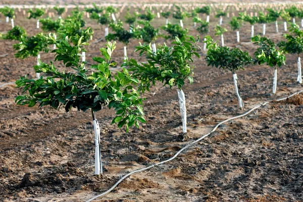 New orange seedlings — Stock Photo, Image