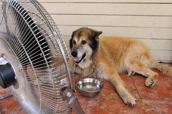 Onda de calor pesado — Fotografia de Stock