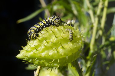 Monarch kelebek tırtıl