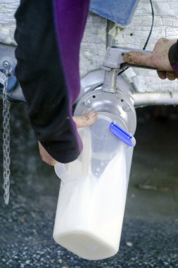 taze süt inek sağım tesisi içinde kavanoz