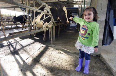 Farm girl in cow milking facility clipart
